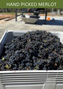 hand picked merlot