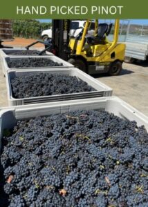 hand picked Pinot